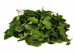 Fresh Scent Leaf Aromatic & Medicinal Herb for Cooking